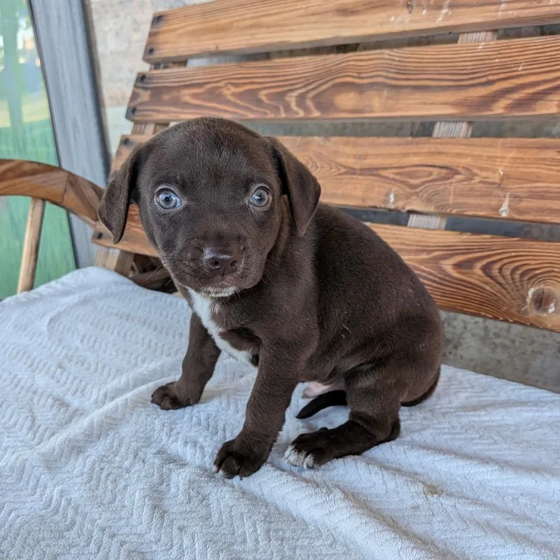 A baby small-sized male Brown / Chocolate Terrier dog named Chip for adoption in Chico, CA
