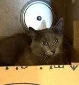 An adult medium-sized female Domestic Short Hair cat named Melody for adoption in Washington, DC