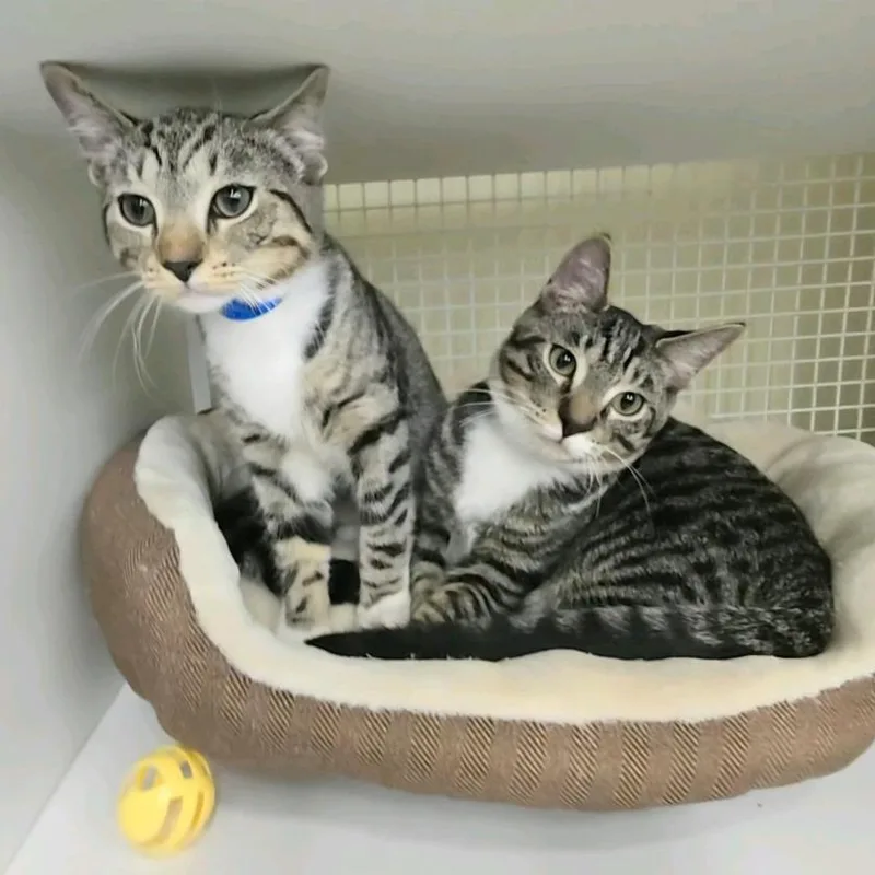 A baby medium-sized male Brown / Chocolate Domestic Short Hair cat named Percy for adoption in Hamburg, NY