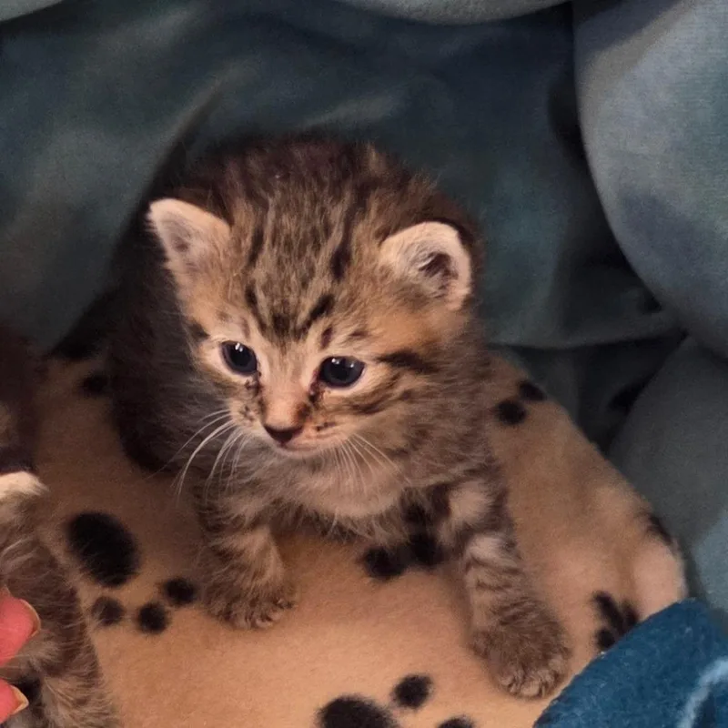 A baby small-sized female Brown / Chocolate Domestic Short Hair cat named Guinevere for adoption in Priest River, ID