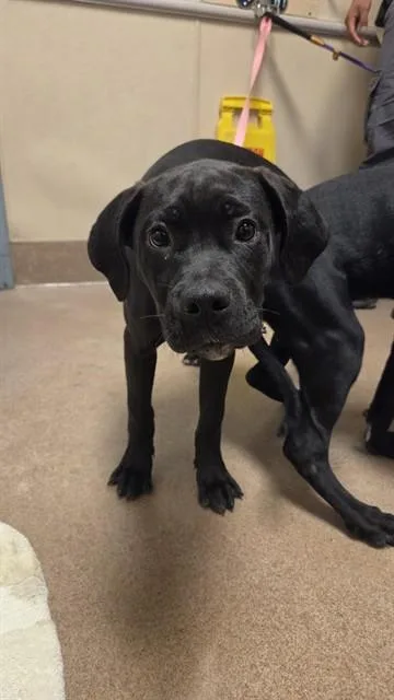 A baby small-sized female Cane Corso dog named Holly for adoption in San Jose, CA