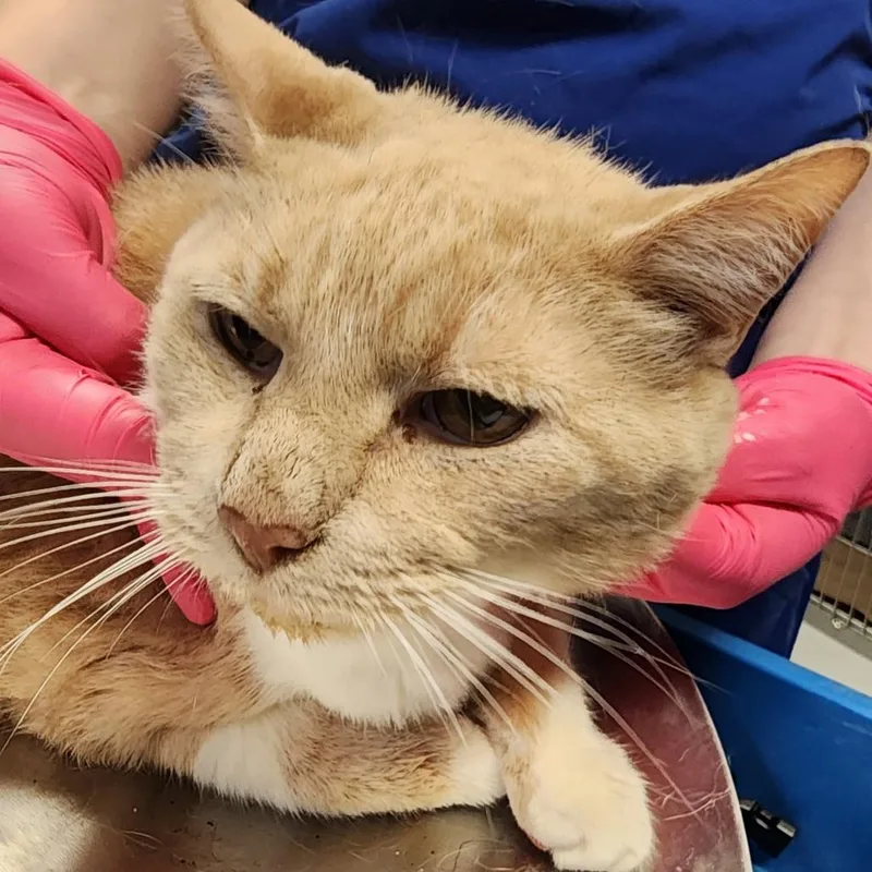 A senior large-sized male Orange / Red Domestic Short Hair cat named Whitey for adoption in Greenville, SC