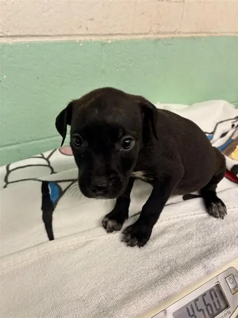 A baby small-sized female Pit Bull Terrier dog named Gadget for adoption in Sacramento, CA