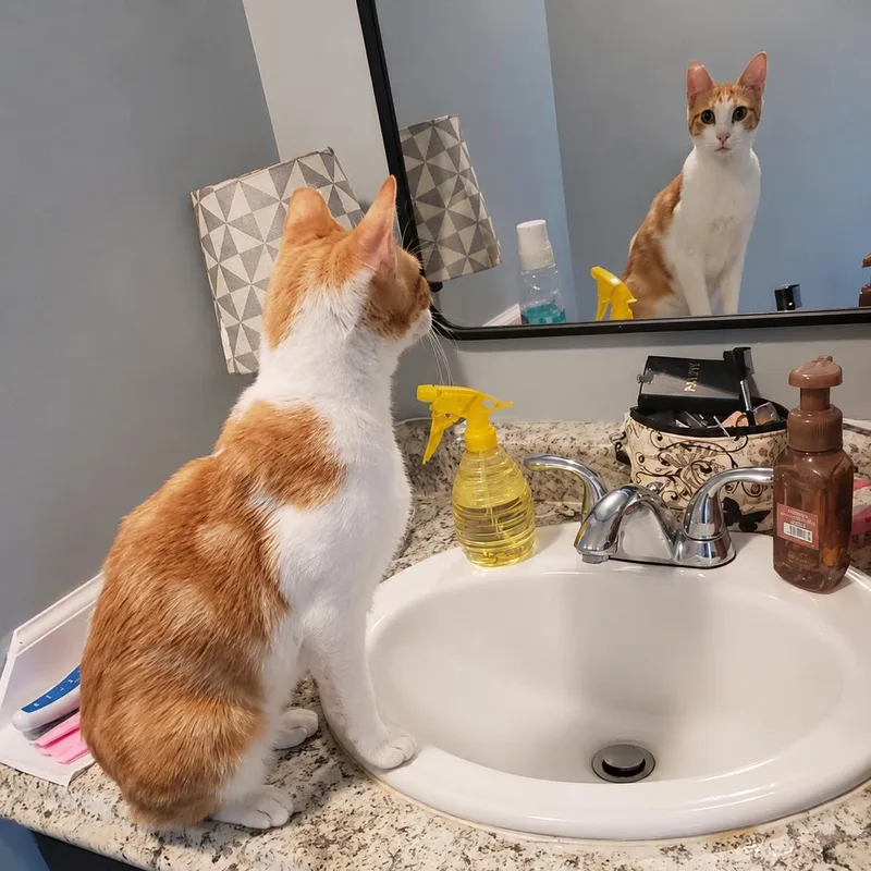 A young medium-sized male Orange & White Domestic Short Hair cat named Petey for adoption in Lemoyne, PA