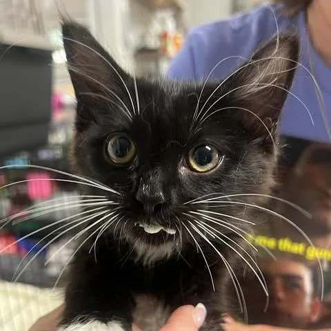 A baby small-sized female Black Domestic Medium Hair cat named The Braaken for adoption in Fredericksburg, VA