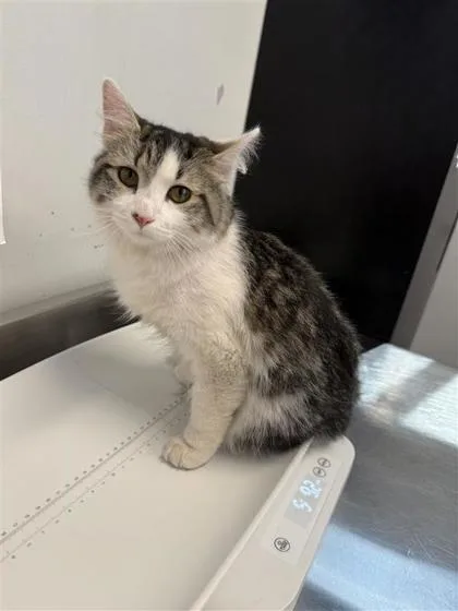 An adult medium-sized female Domestic Long Hair cat named Marykate for adoption in West Chester, PA