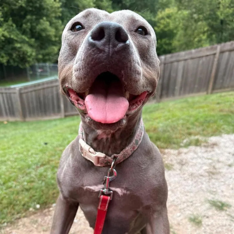 An adult medium-sized female Gray / Blue / Silver Pit Bull Terrier dog named Nugget for adoption in Indianapolis, IN