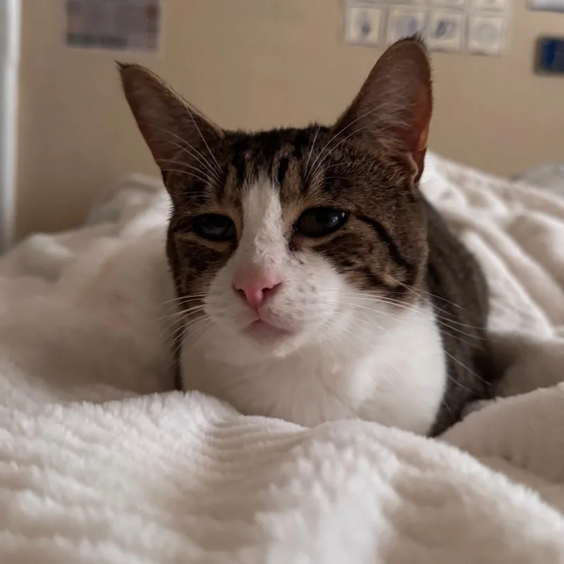 A young medium-sized male Brown / Chocolate Domestic Short Hair cat named Nashville for adoption in Springfield, OR