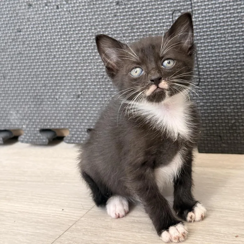 A baby small-sized male Black Domestic Short Hair cat named Monday for adoption in Middle Village, NY
