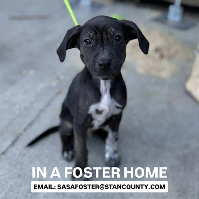 A baby small-sized male Staffordshire Bull Terrier dog named Tex for adoption in Modesto, CA