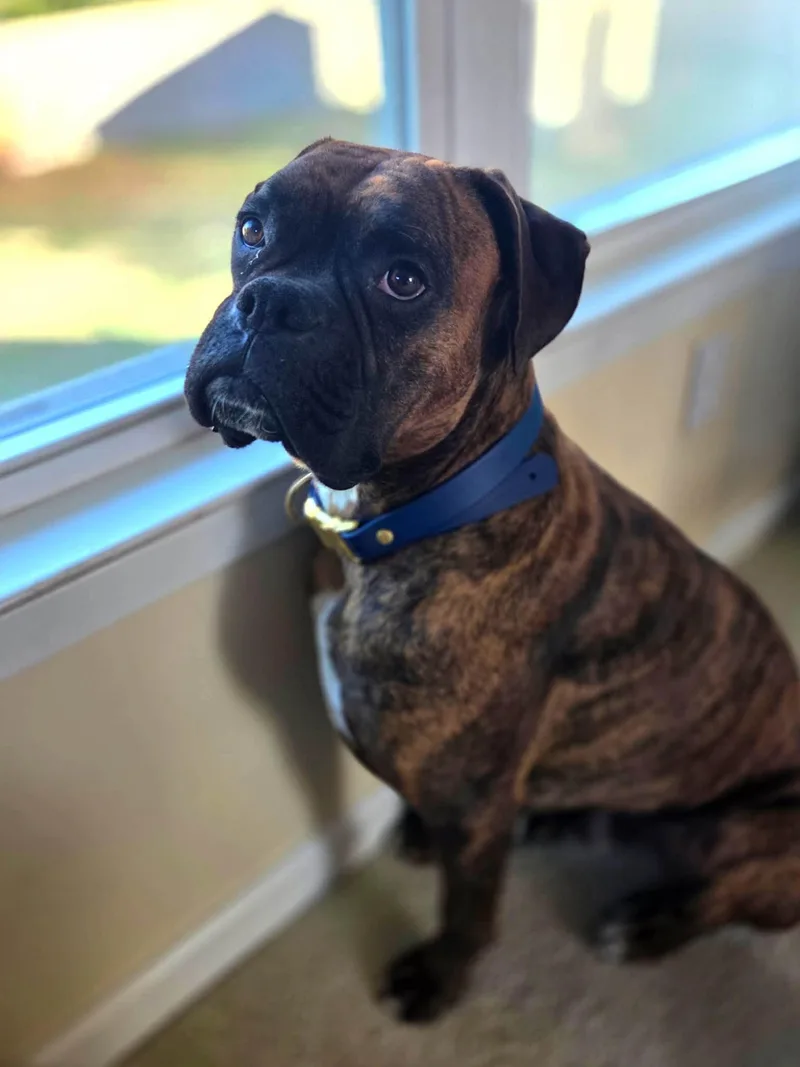 An adult large-sized male Boxer dog named Brunson for adoption in Monticello, NY