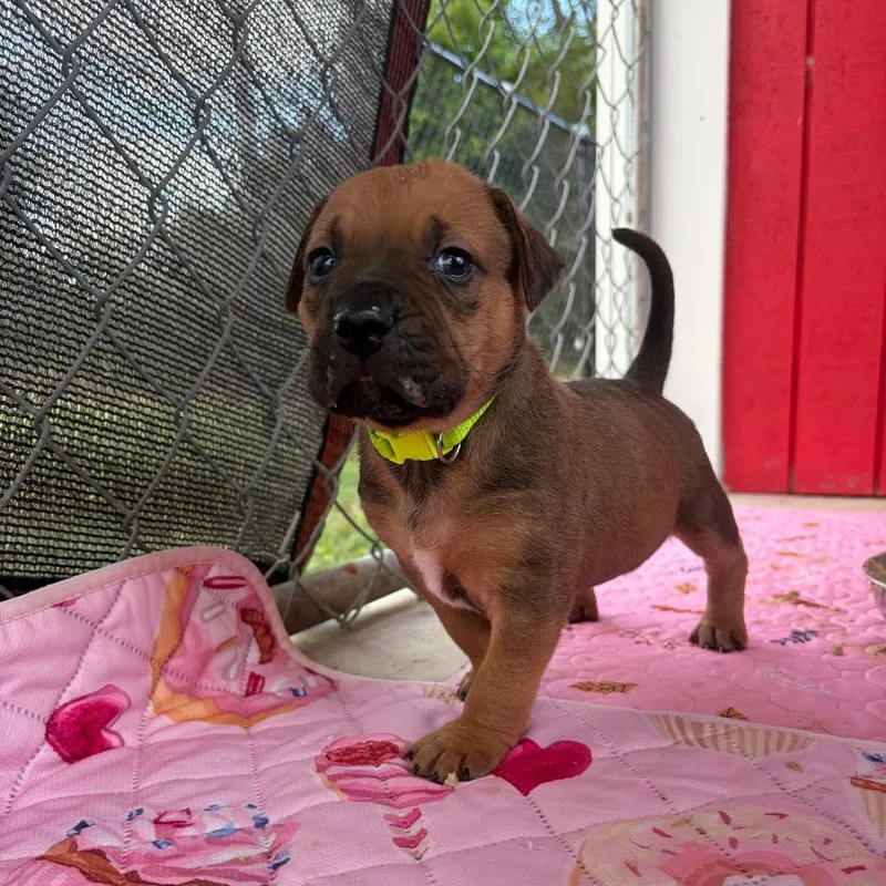 A baby small-sized female Yellow / Tan / Blond / Fawn Mixed Breed dog named Missy for adoption in Enterprise, AL