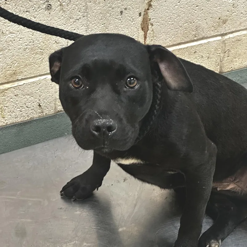 An adult medium-sized female Black Mixed Breed dog named Florence for adoption in Bartlett, TN