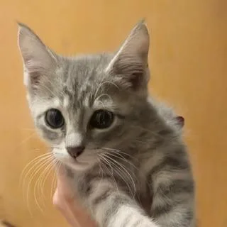 A baby small-sized female Gray / Blue / Silver Domestic Short Hair cat named Pea for adoption in West Des Moines, IA