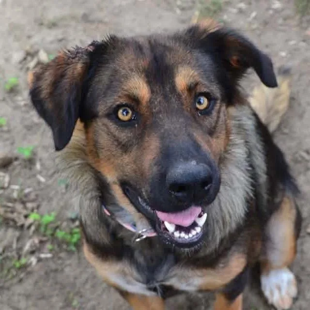 An adult large-sized female Brown / Chocolate Mixed Breed dog named Leslie for adoption in Buffalo, MN