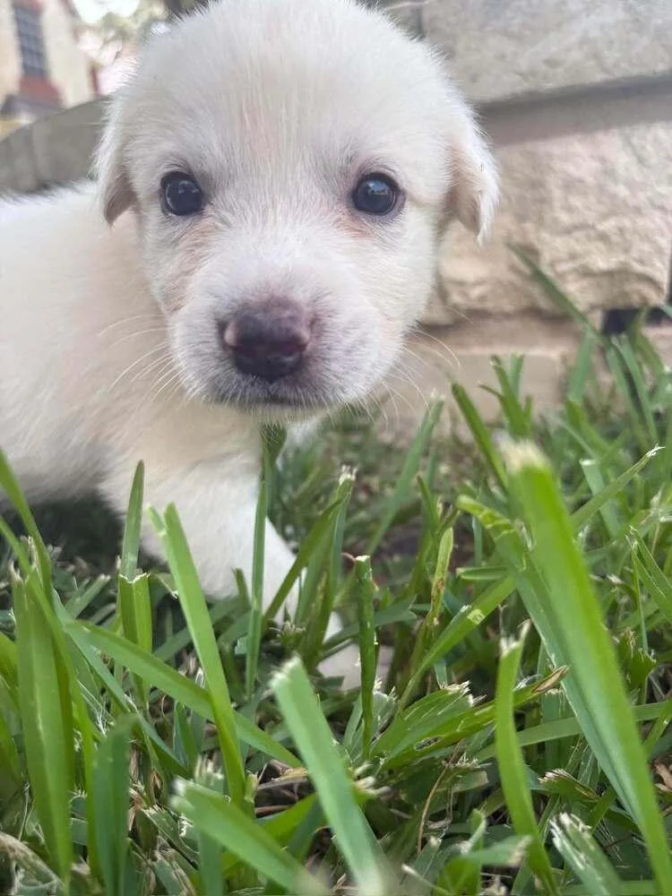 A baby small-sized male White / Cream Great Pyrenees dog named Addison Pups: Argo for adoption in Dallas, TX