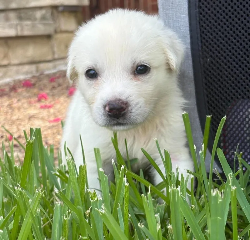 Addison Pups: Argo thumbnail 2