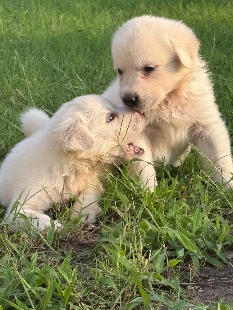 Addison Pups: Argo thumbnail 3