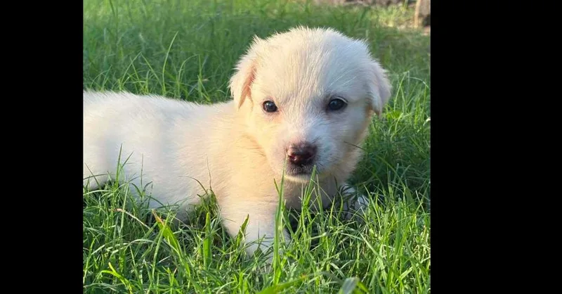 Addison Pups: Argo thumbnail 4