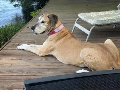 A senior extra large-sized female Great Dane dog named Lucy for adoption in Fort Worth, TX