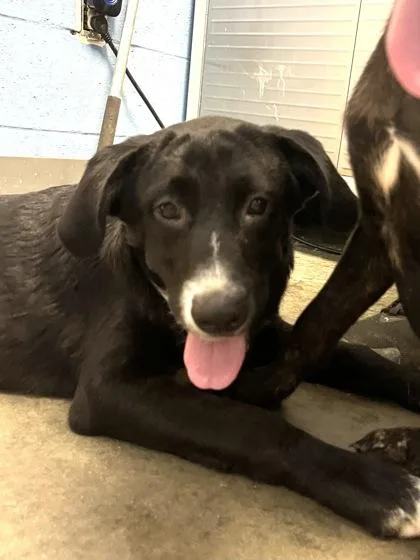 A baby medium-sized female Labrador Retriever dog named Krystal $ for adoption in Seneca, SC