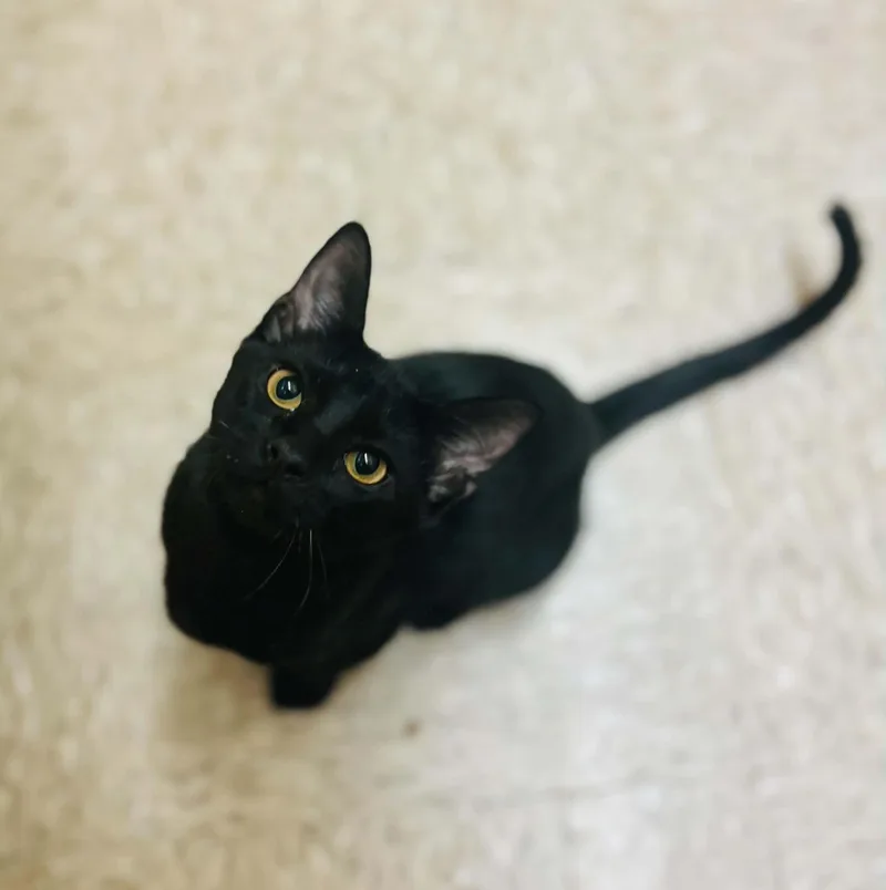 A young medium-sized male Domestic Short Hair cat named Vader for adoption in Mansfield, TX