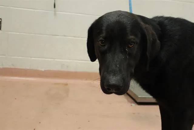 A young large-sized male Mixed Breed dog named Crow for adoption in Columbia, SC