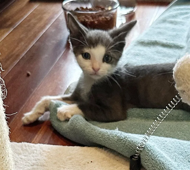 A baby medium-sized male Gray & White Domestic Short Hair cat named Dandie for adoption in Magnolia Springs, AL