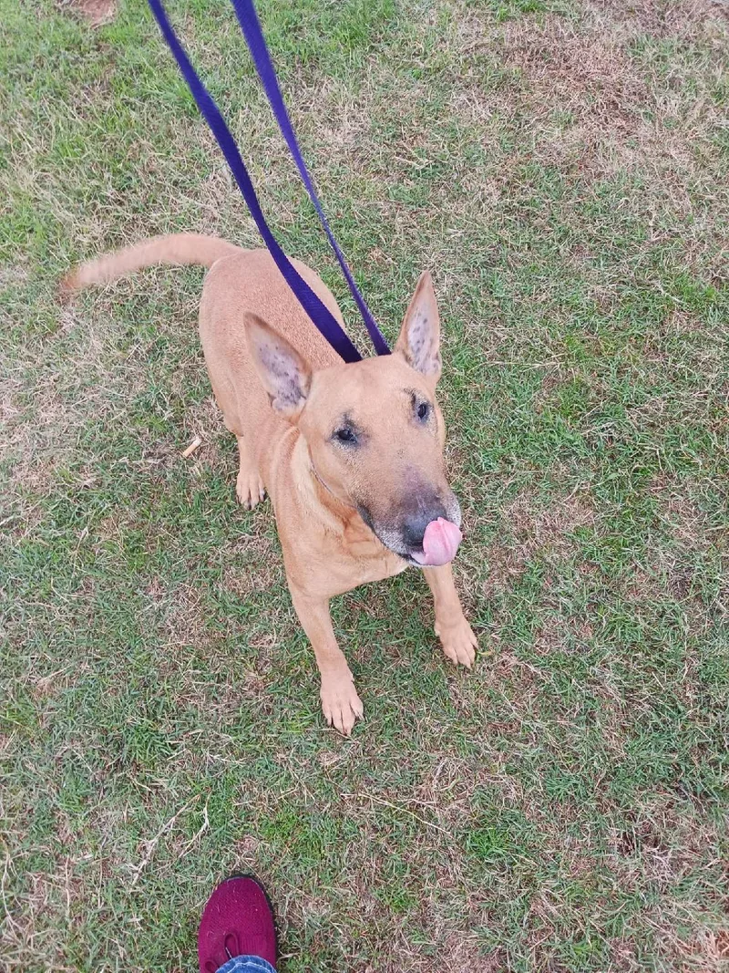 A senior medium-sized female Bull Terrier dog named Bella for adoption in Glenwood, AR
