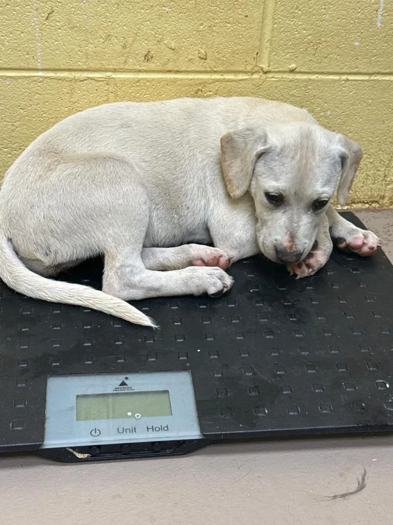A baby small-sized female Labrador Retriever dog named Mrs Potts for adoption in Crossville, TN