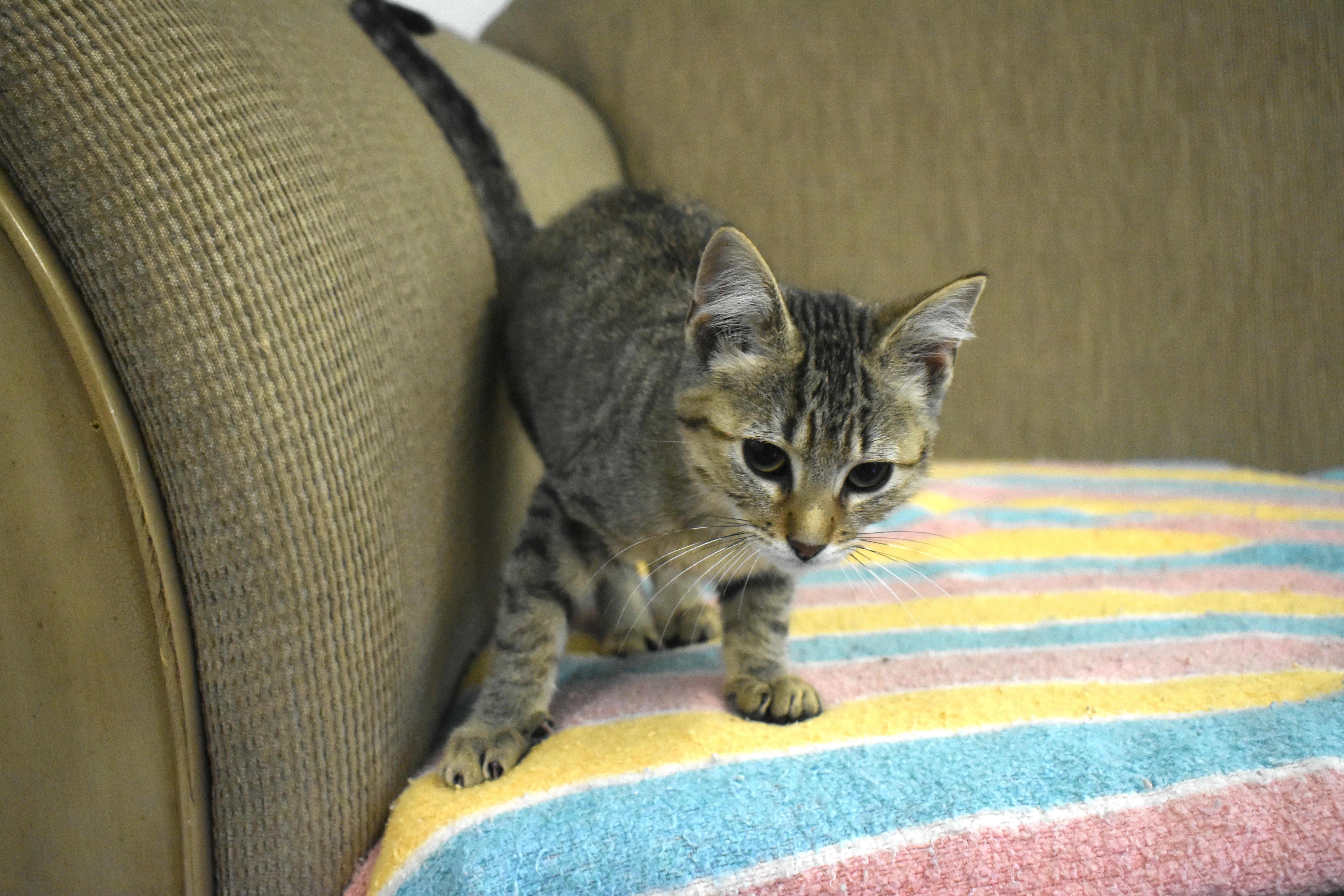 A baby small-sized male Domestic Short Hair cat named Golfball for adoption in Auburn, NE
