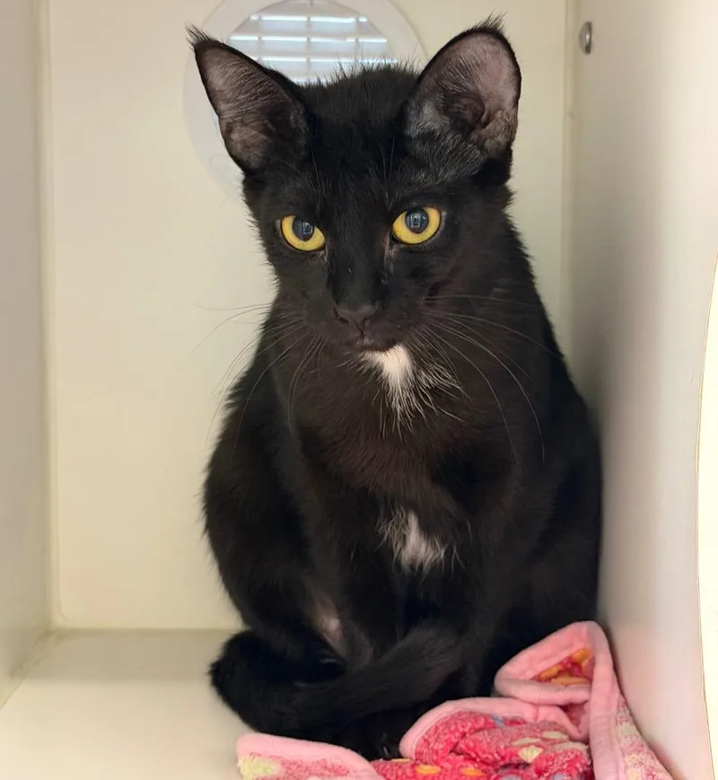A baby medium-sized female Domestic Short Hair cat named Ebony for adoption in Columbia, IL