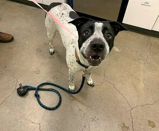 An adult medium-sized female Harlequin German Shorthaired Pointer dog named Spreckels for adoption in Berkeley, CA