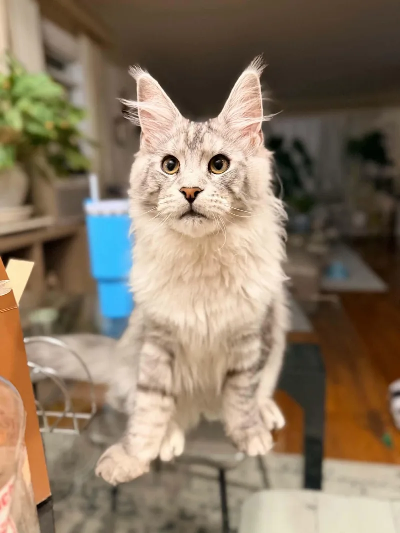 A young medium-sized male Maine Coon cat named Klaus& Risi for adoption in Woodmere, NY