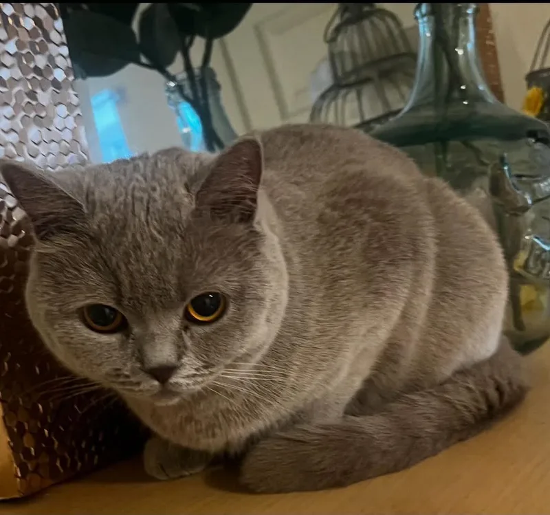 Klaus& Risi thumbnail 3