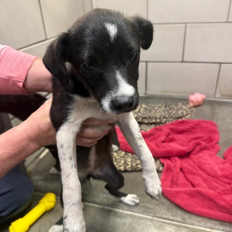 A baby small-sized female Chihuahua dog named Haley for adoption in Waynesburg, PA