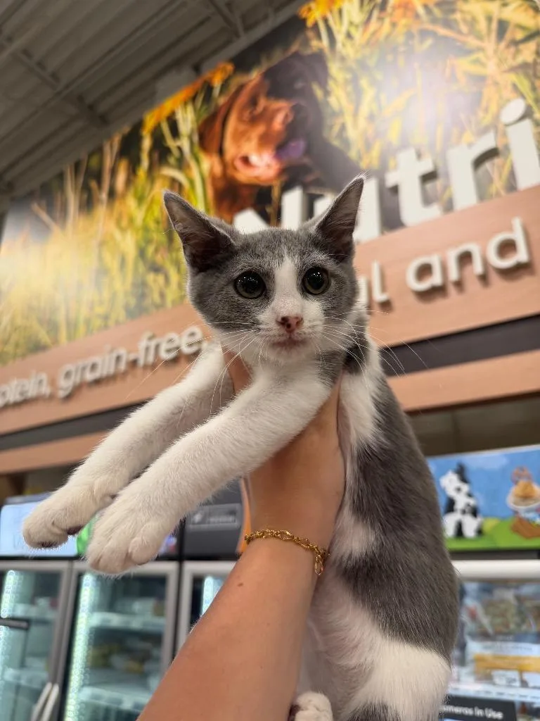 A baby small-sized male Domestic Short Hair cat named Chad for adoption in warrenville, SC
