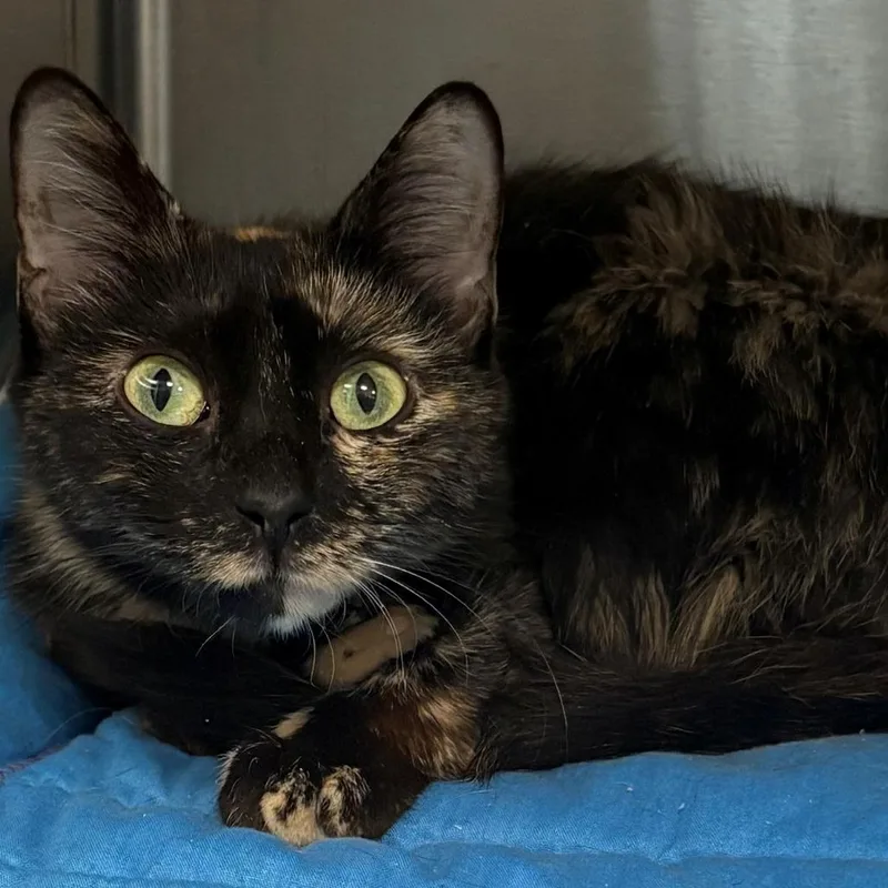 A young small-sized female Tortoiseshell Domestic Short Hair cat named Princess for adoption in East Hanover, NJ