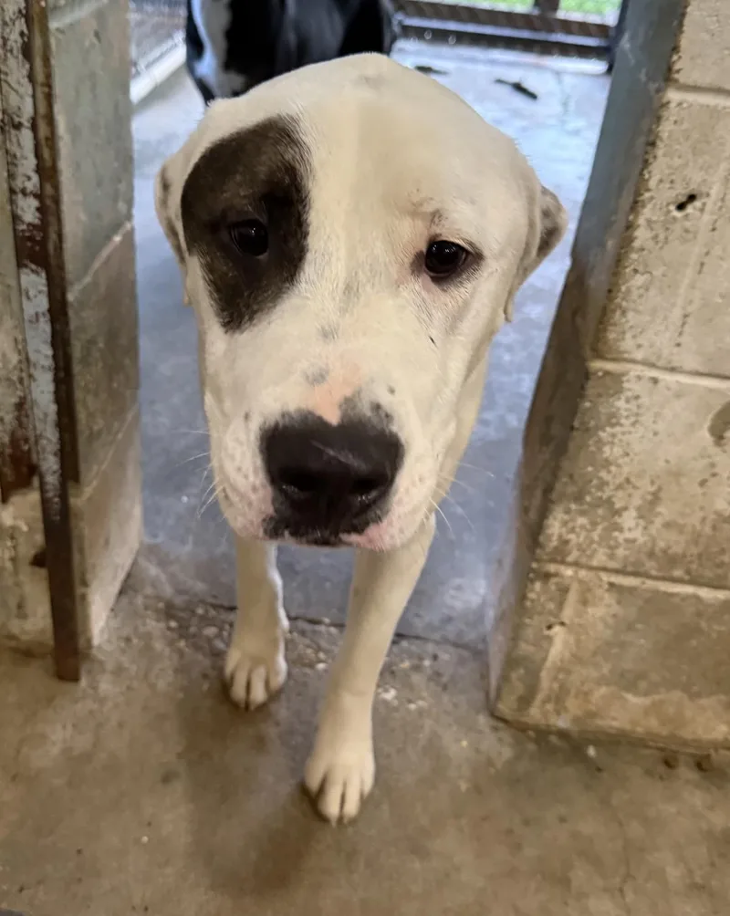 A young medium-sized male Labrador Retriever dog named Boris for adoption in Ozark, AL