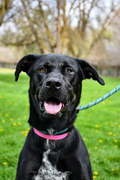 A baby small-sized female Labrador Retriever dog named Gurley for adoption in Yakima, WA