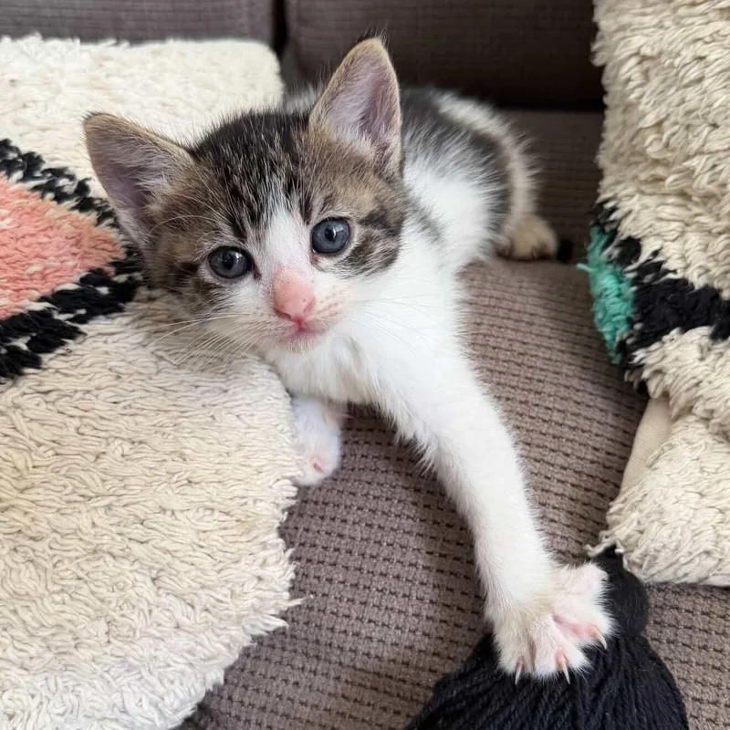 A baby small-sized male Domestic Short Hair cat named Jet for adoption in EWA BEACH, HI