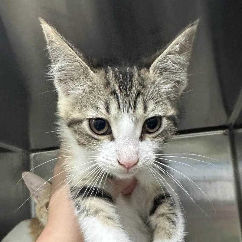 A baby small-sized female Domestic Short Hair cat named Saturn for adoption in Corbin, KY