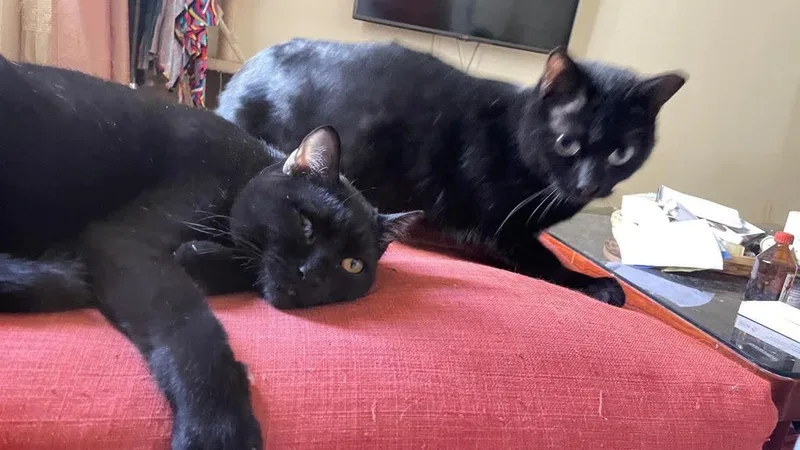 A young medium-sized male Black Domestic Short Hair cat named Basyak for adoption in Waltham, MA
