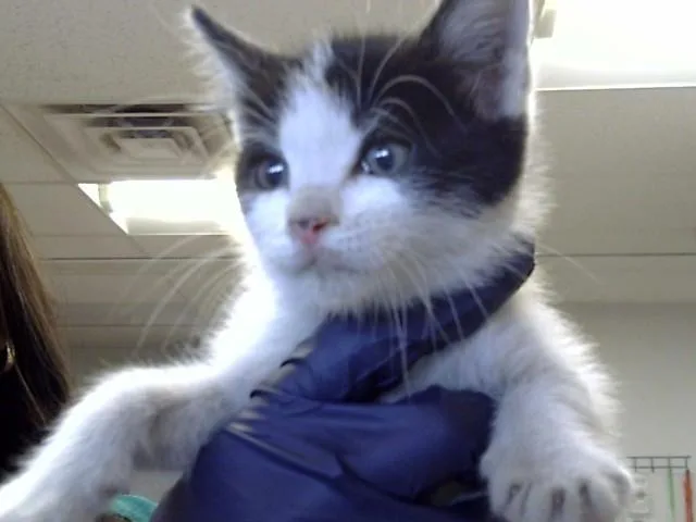 A baby small-sized male Domestic Short Hair cat named Sake for adoption in Albuquerque, NM