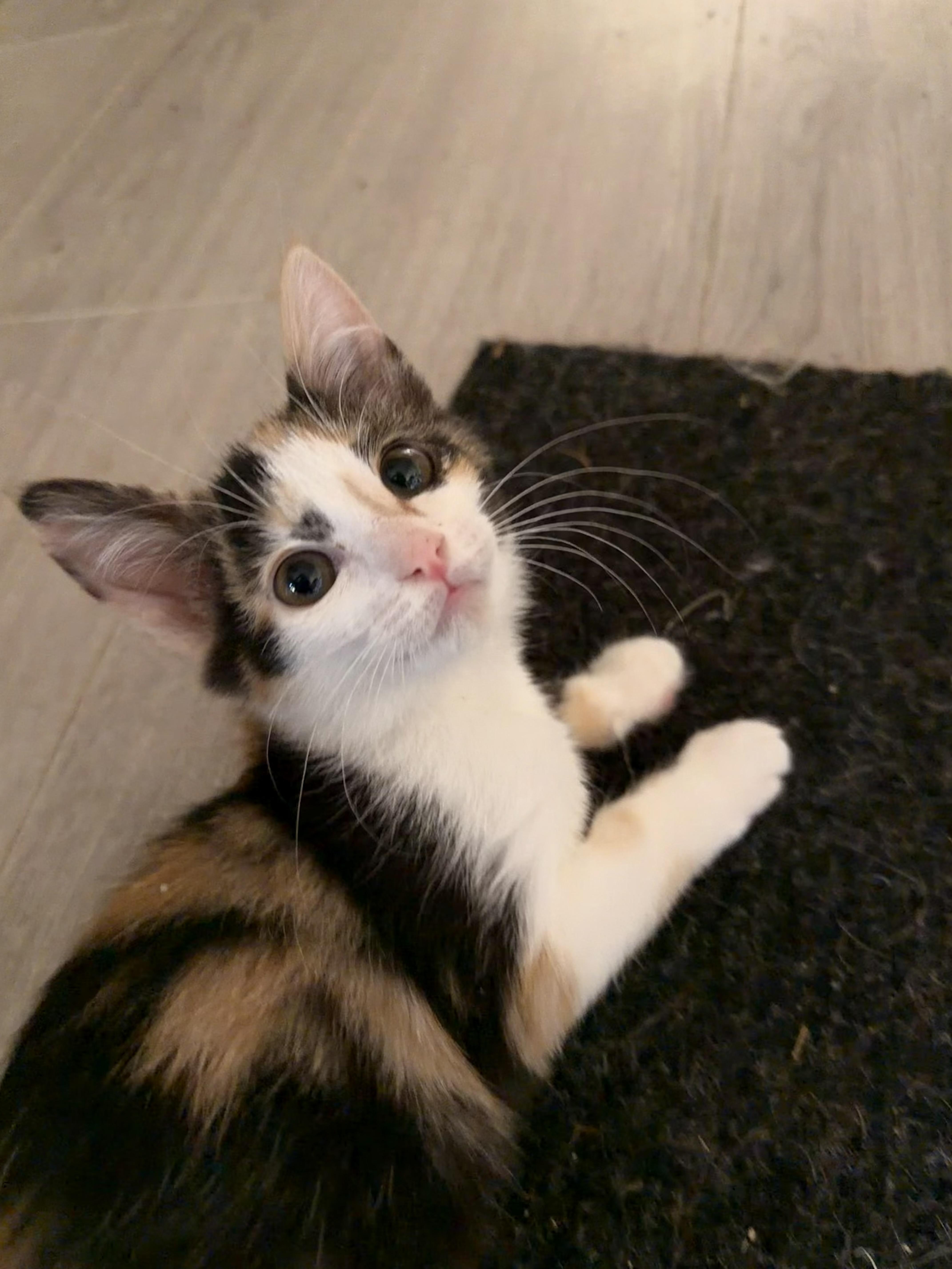 A baby medium-sized female Domestic Short Hair cat named Pancake and Waffle for adoption in Davis, CA