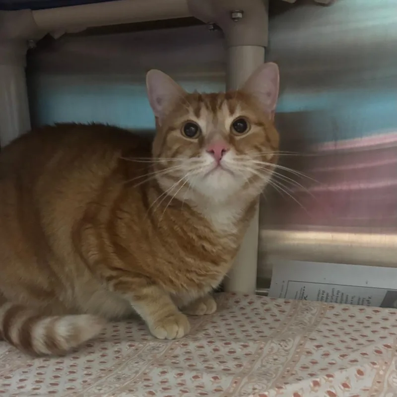 An adult large-sized male Brown / Chocolate Domestic Short Hair cat named Boots for adoption in Philadelphia, PA