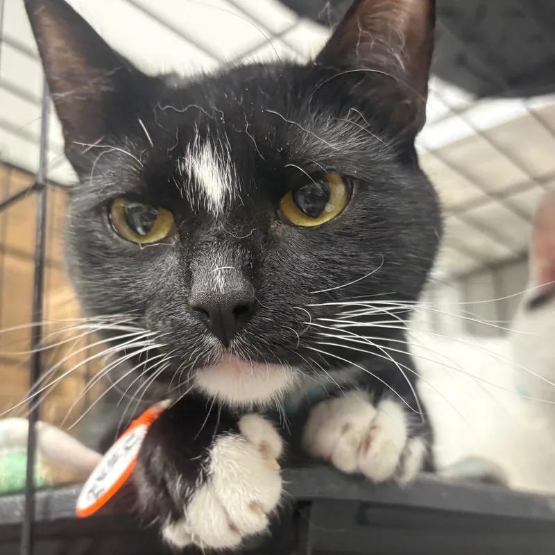 A young medium-sized male Black Domestic Short Hair cat named Baby Toes for adoption in Normal, IL