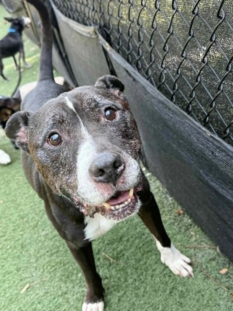 A senior medium-sized male American Bulldog dog named Pablo for adoption in Groton, CT