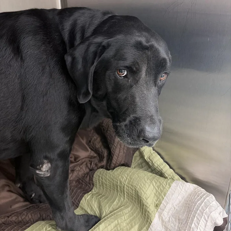 An adult large-sized male Black Labrador Retriever dog named Hank for adoption in Edinburg, TX