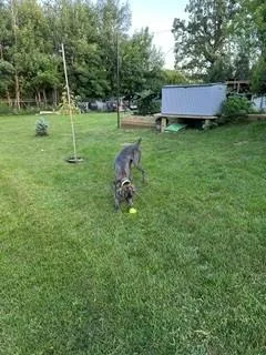 A baby medium-sized female Gray / Blue / Silver Weimaraner dog named Josie for adoption in Grand Rapids, MI
